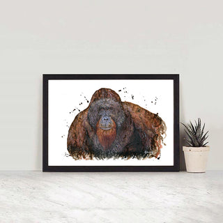 Orangutan