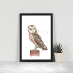 Barn Owl