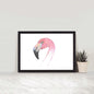 Chilean Flamingo