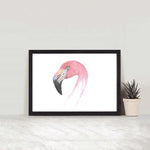 Chilean Flamingo