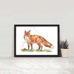 Red Fox