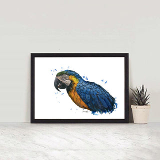 Blue & Gold Macaw